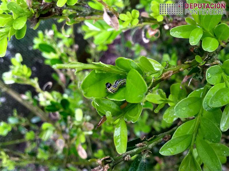 Nalgunha sebe hai eirugas mais desenvolvidas Nalgunha sebe hai eirugas mais desenvolvidas