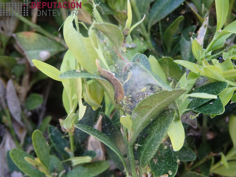 Os niños de seda obrigan a tratar a alta presion Os niños de seda obrigan a tratar a alta presion