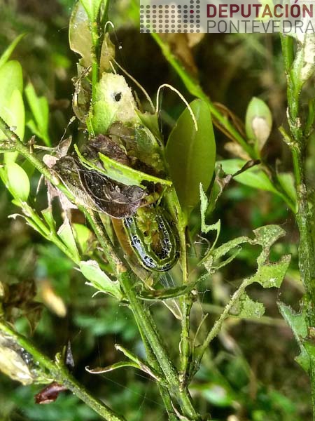 Para localizar eirugas Cydalima pode precisarse abrir niños de follas Para localizar eirugas Cydalima pode precisarse abrir niños de follas