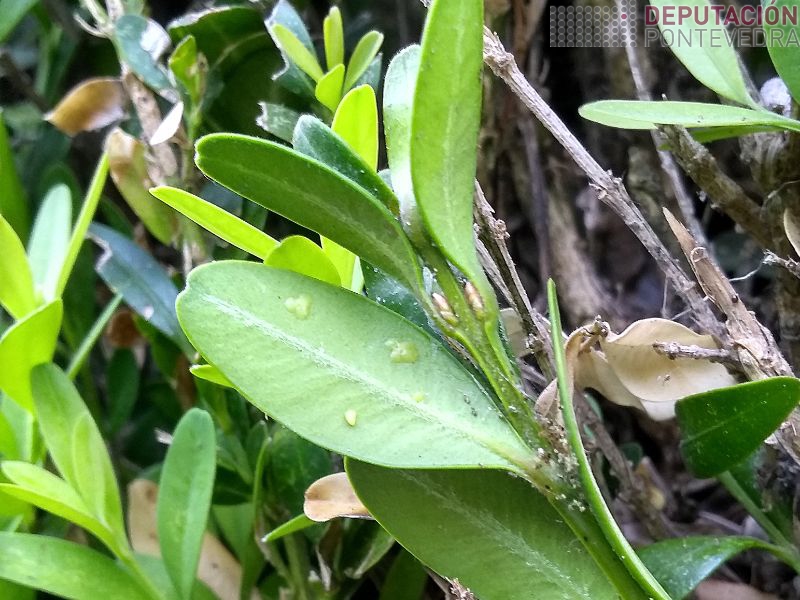 Placas de ovos Cydalima Placas de ovos Cydalima