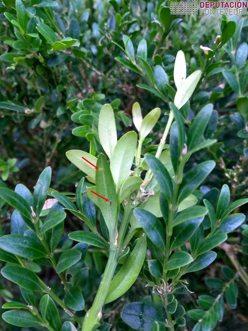 Posta recente (arriba) e avanzada (abaixo) de Cydalima Posta recente (arriba) e avanzada (abaixo) de Cydalima