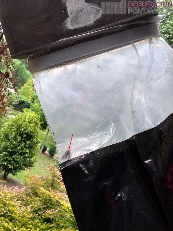 Comezaron capturas machos procesionaria Comezaron capturas machos procesionaria