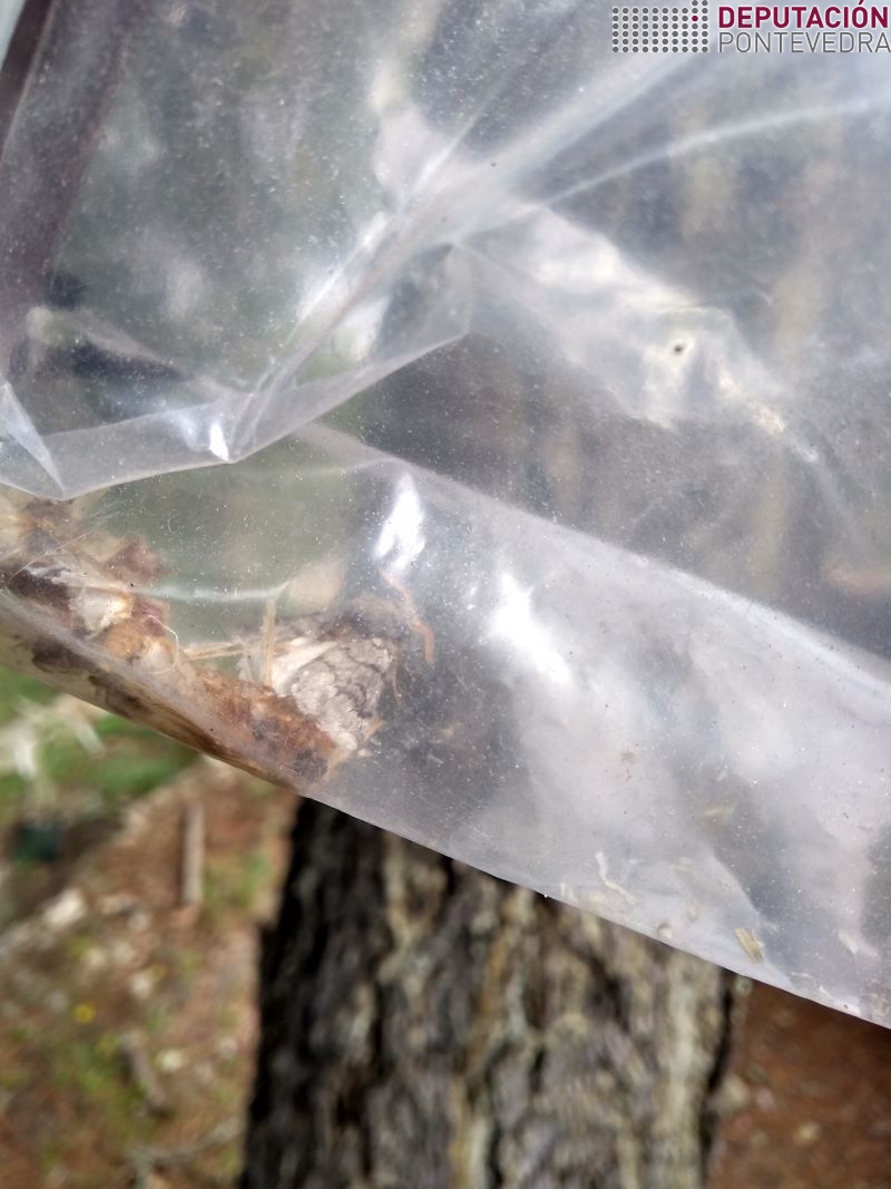 20220720_Macho de procesionaria en trampa G