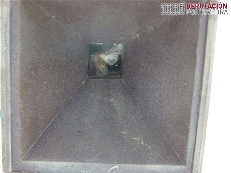 Macho de procesionaria entrando na trampa G de feromonas Macho de procesionaria entrando na trampa G de feromonas