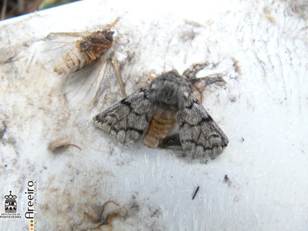 Thaumetopoea pityocampa (Procesionaria)- Macho de procesionaria en trampa de feromona Thaumetopoea pityocampa (Procesionaria)- Macho de procesionaria en trampa de feromona