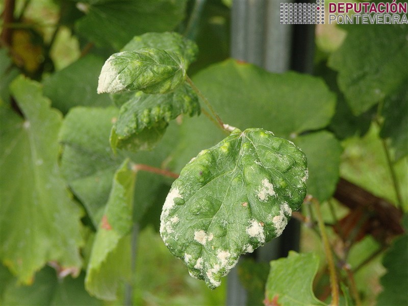 12xullo18_Erinose de veran 12xullo18_Erinose de veran