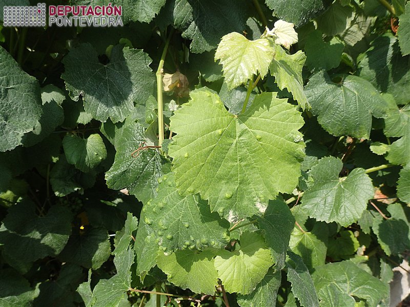20190716 Incremento erinose nalgunhas viñas 20190716 Incremento erinose nalgunhas viñas
