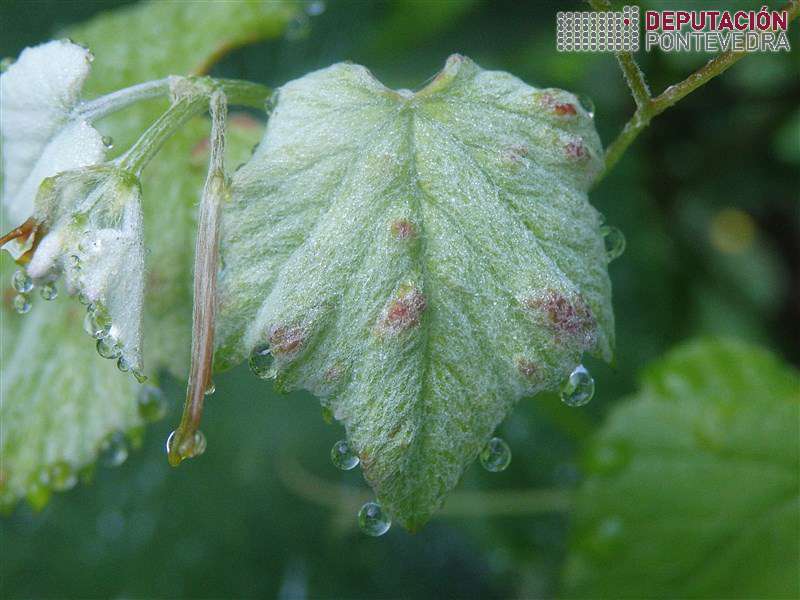 20200630_Erinose de verán en folla tenra 20200630_Erinose de verán en folla tenra