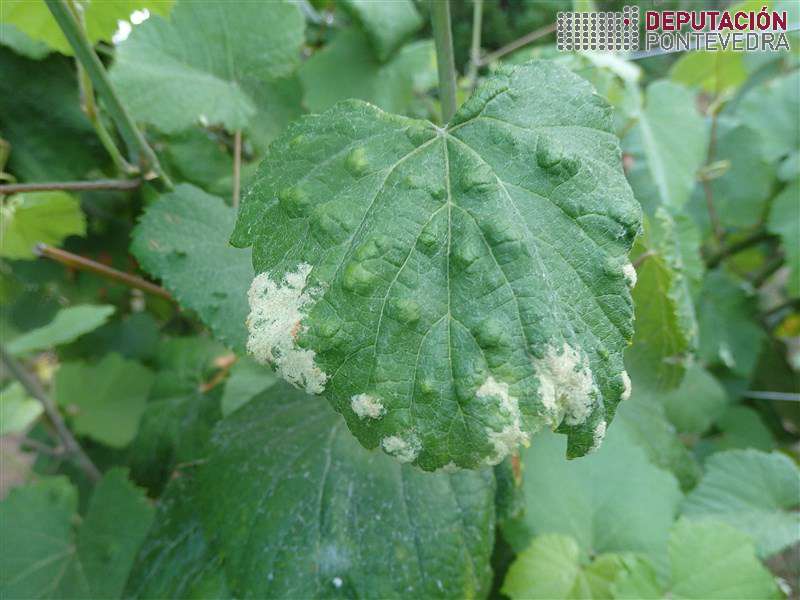 20200721_Nas viñas afectadas segue a aumentar erinose 20200721_Nas viñas afectadas segue a aumentar erinose