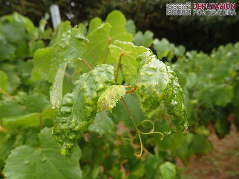 20200812_Nalguns gromos erinose deforma tamen follas 20200812_Nalguns gromos erinose deforma tamen follas