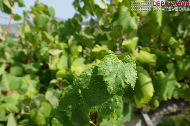 20220810_Nova erinose de veran