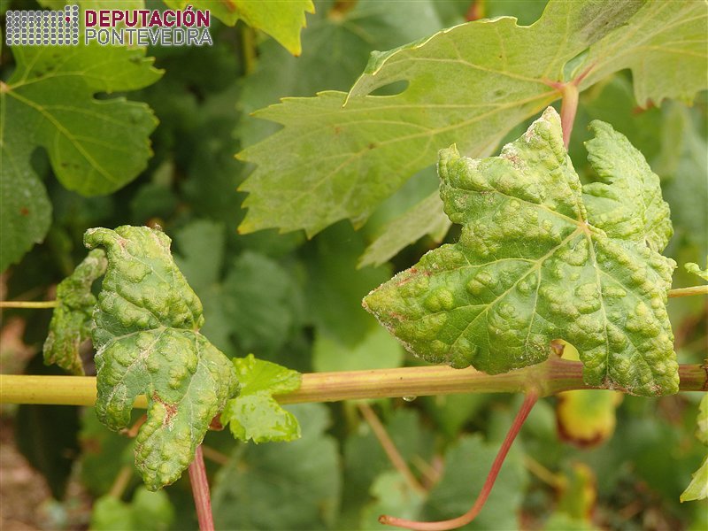 Erinose de verán deformando folla en variedade Loureira (face) Erinose de verán deformando folla en variedade Loureira (face)