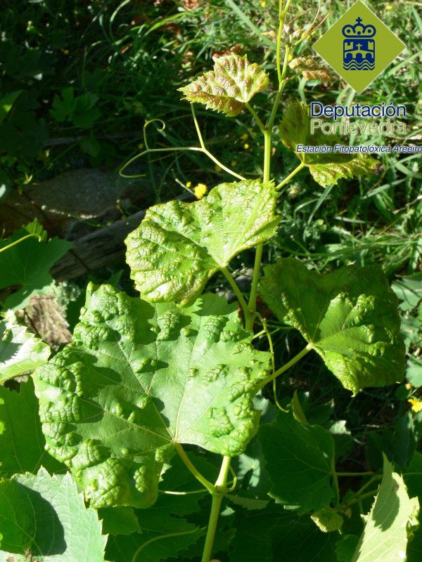 Síntomas de erinose de verán nunha variedade tinta