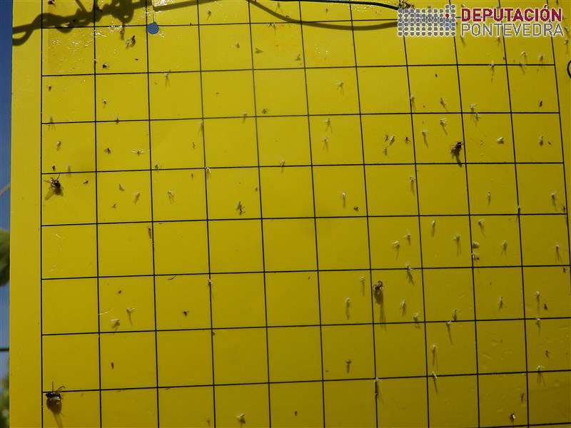 20200609_Trampas cicadelidos bastante limpas neste momento 20200609_Trampas cicadelidos bastante limpas neste momento