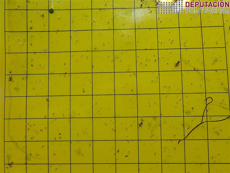 20200623_Cicadelidos dominantes non son Empoasca