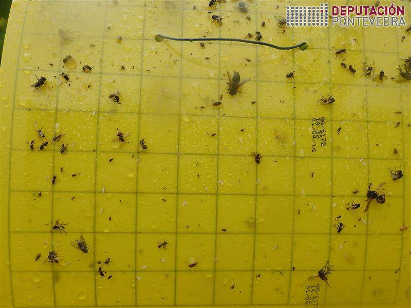 20200812_En xeral moi poucos cicadelidos 20200812_En xeral moi poucos cicadelidos