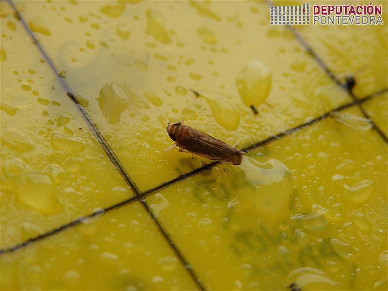 20200812_Primeira femia Scaphoideus titanus campaña 20200812_Primeira femia Scaphoideus titanus campaña