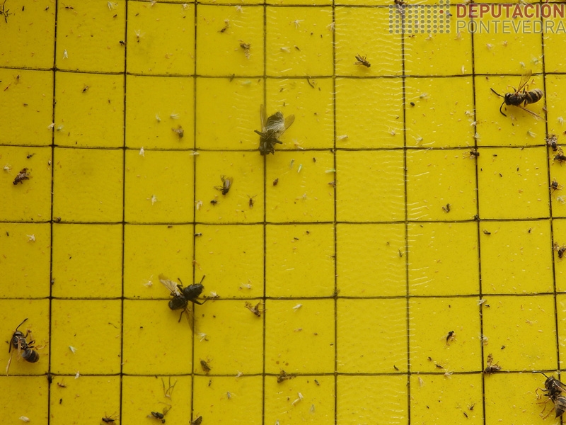 Vista parcial das capturas de cicadelidos desde inicio de campaña Vista parcial das capturas de cicadelidos desde inicio de campaña
