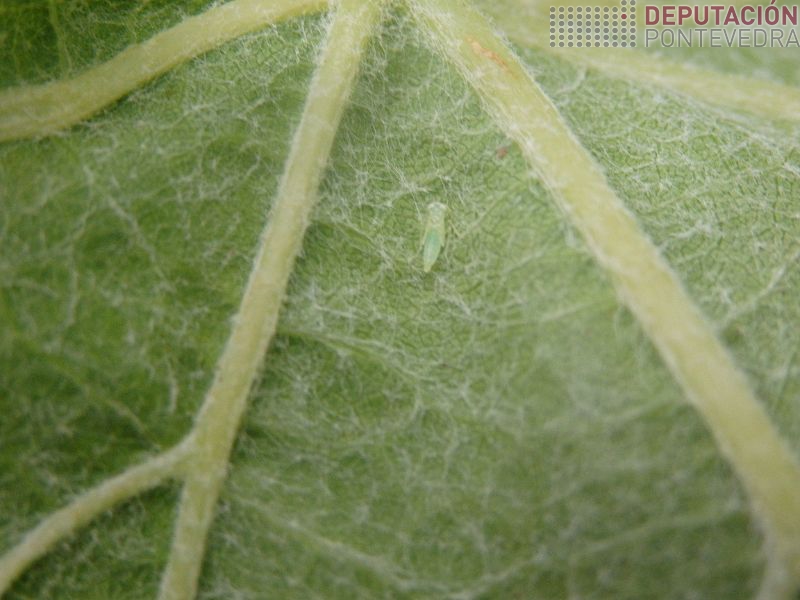 Nos recontos atopamos poucas ninfas mosquito verde Nos recontos atopamos poucas ninfas mosquito verde