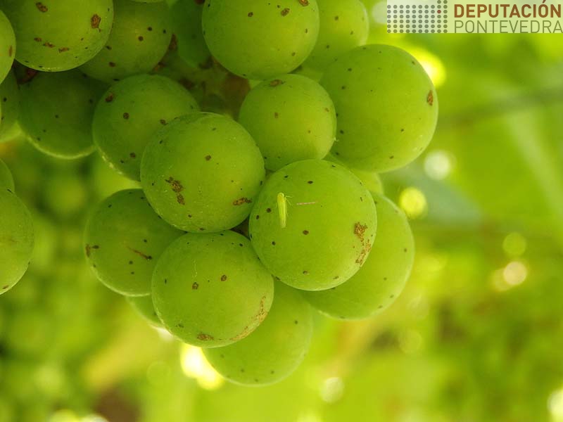 Vese algun cicadelido mais Vese algun cicadelido mais