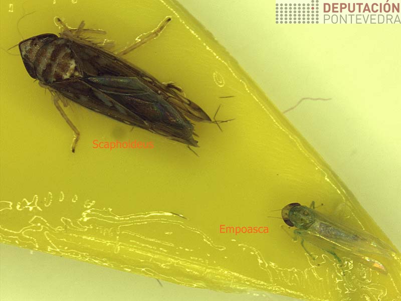 20210811_Primeiro Scaphoideus titanus capturado este ano 20210811_Primeiro Scaphoideus titanus capturado este ano