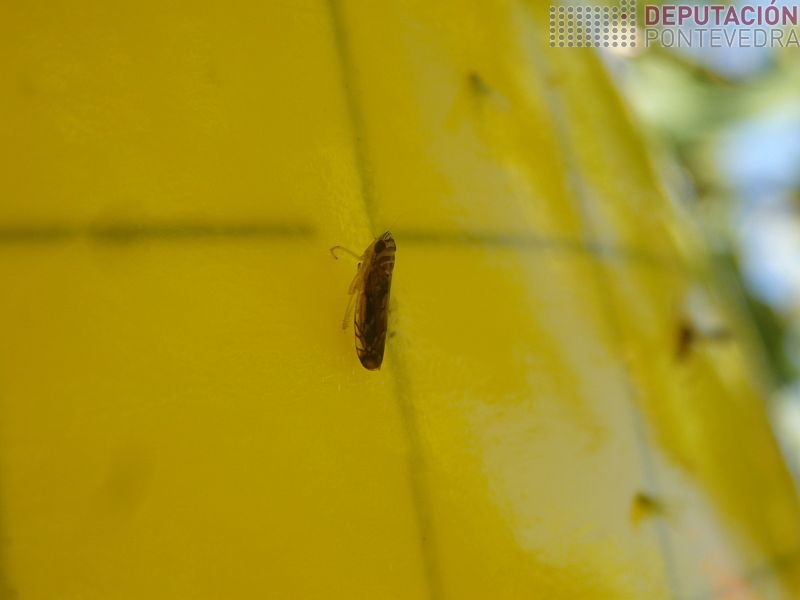 Scaphoideus titanus en trampa Scaphoideus titanus en trampa