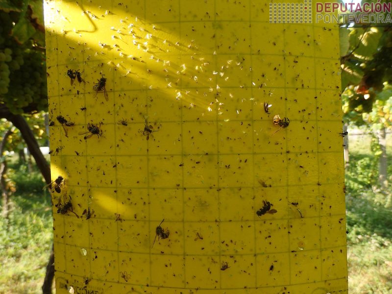 Nunha viña do Rosal mais cicadelidos en trampa Nunha viña do Rosal mais cicadelidos en trampa