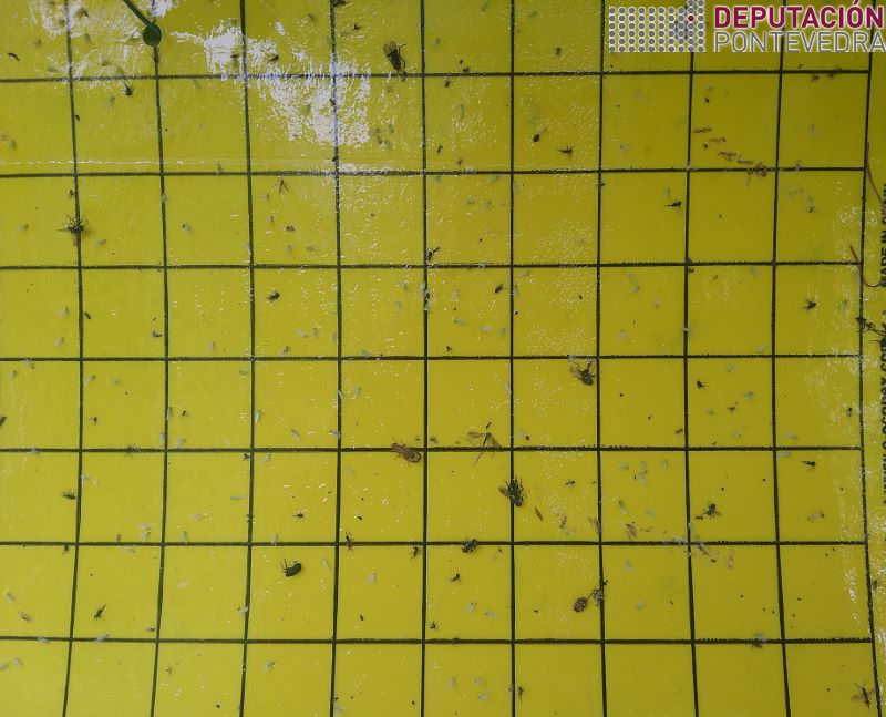 20220713_Capturas cicadelidos desde inicio campaña_Trampa Rosal2