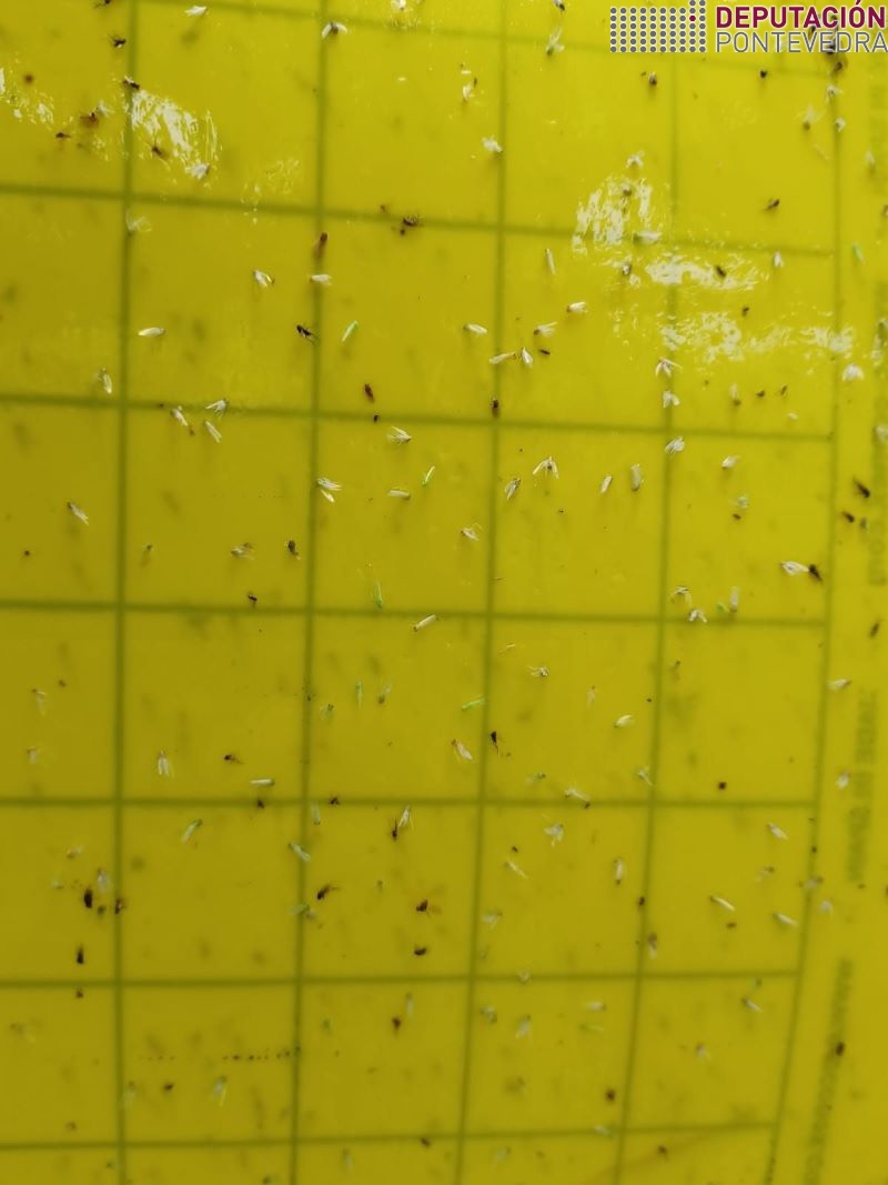 20220810_Incremento outros cicadelidos