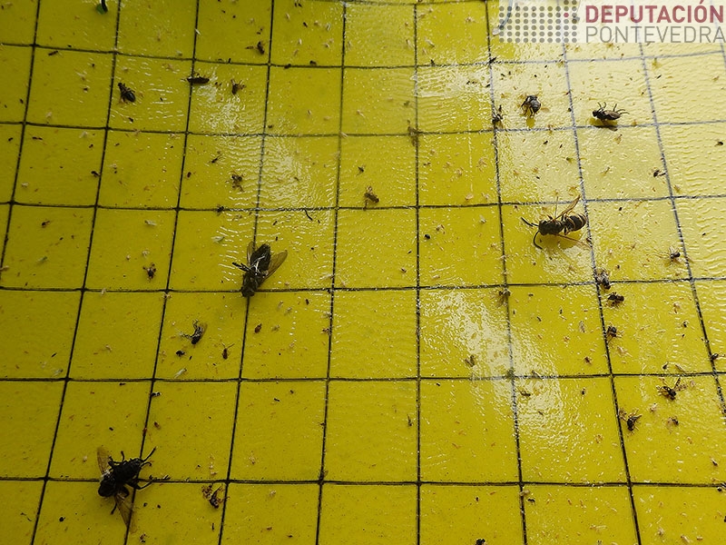 Apenas temos capturas de cicadelidos Apenas temos capturas de cicadelidos