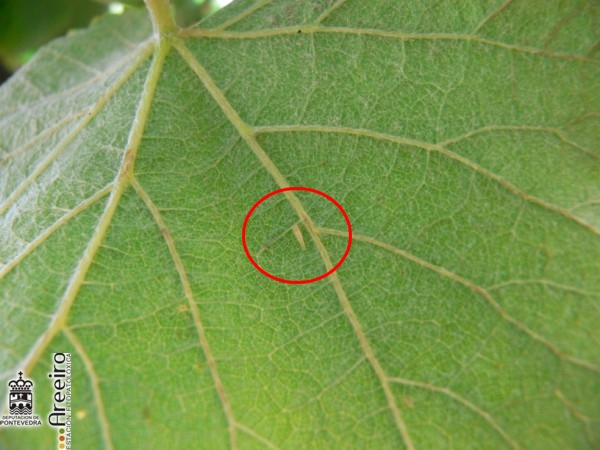 Cicadélidos - Adulto de Zygina rhamni no revés