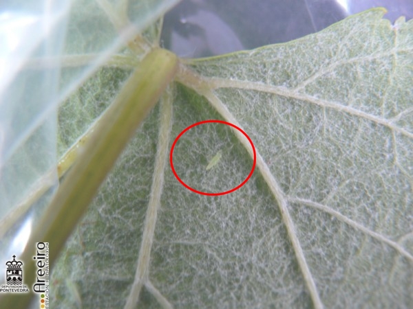 Ninfa de Emposaca vitis no revés da folla