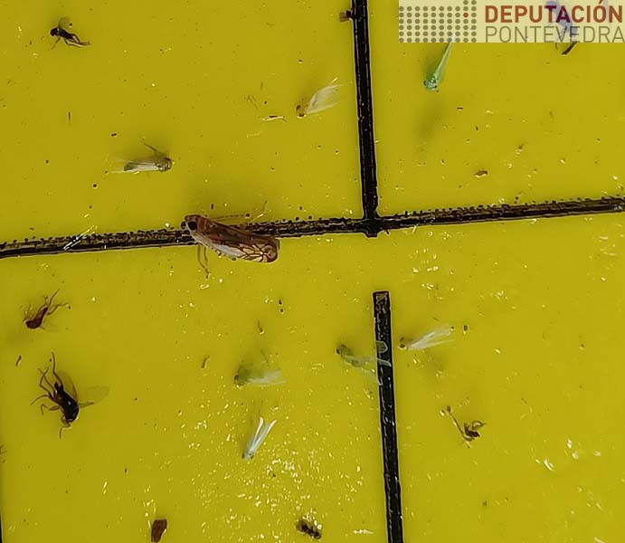 Scaphoideus titanus capturado en trampa amarela xunto a outros cicadelidos