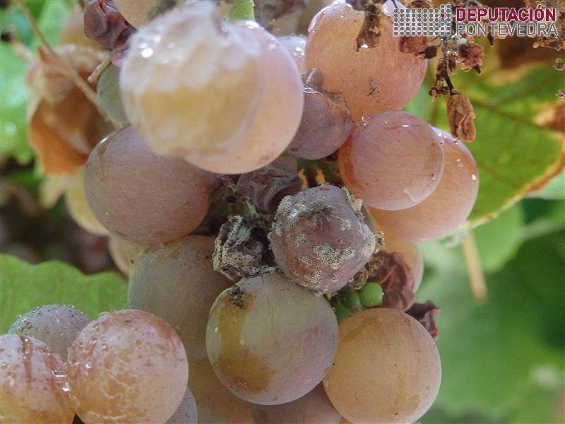 Botrite en variedade tinta tempera