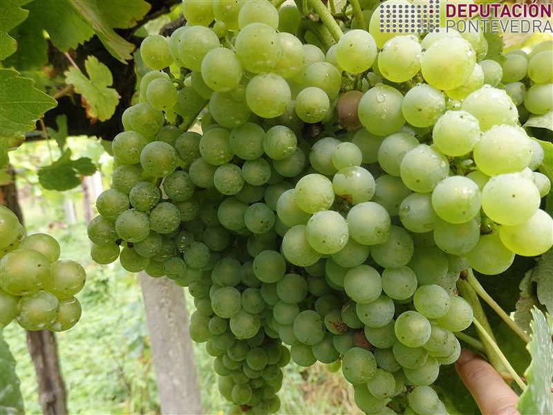 20200818_Loureira pouca podre viñas da nosa rede