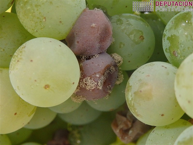 20200818_Poucos grans afectados podre albariño e son de penetracions