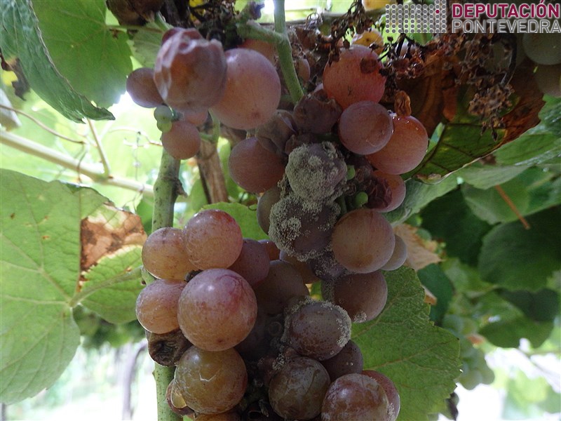 20200818_Variedades moi sensibles e temperas si botrite