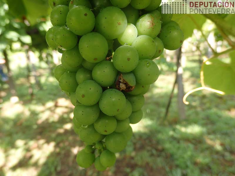 Hai algunha rotura fisioloxica de grans_sitio entrada podre Hai algunha rotura fisioloxica de grans_sitio entrada podre