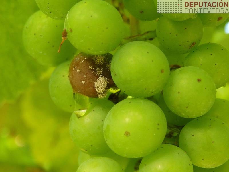 So atopamos un gran con botrite entre todas as viñas que revisamos So atopamos un gran con botrite entre todas as viñas que revisamos