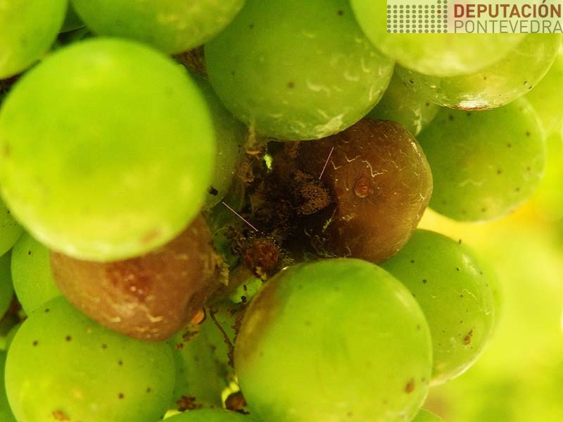 Botrite en gran e pedunculo de albariño Botrite en gran e pedunculo de albariño