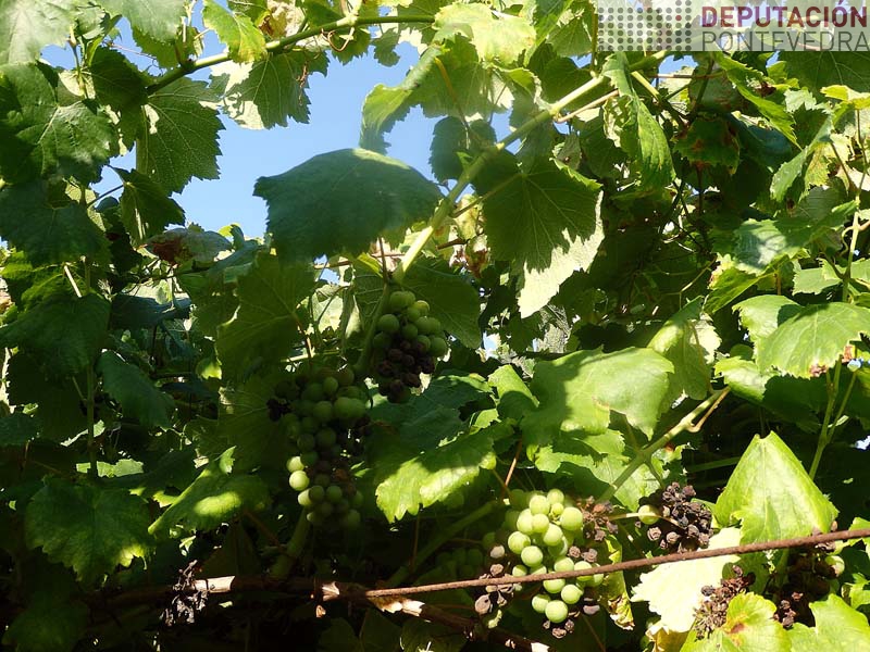 Viña acios afectados e apenas mancha en folla Viña acios afectados e apenas mancha en folla