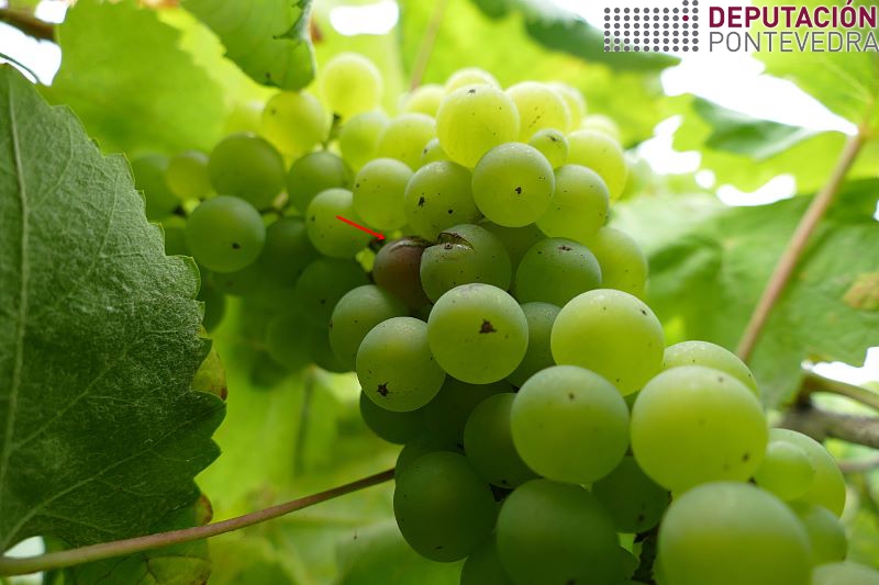 20220817_Botrite instalándose nun gran rachado 20220817_Botrite instalándose nun gran rachado