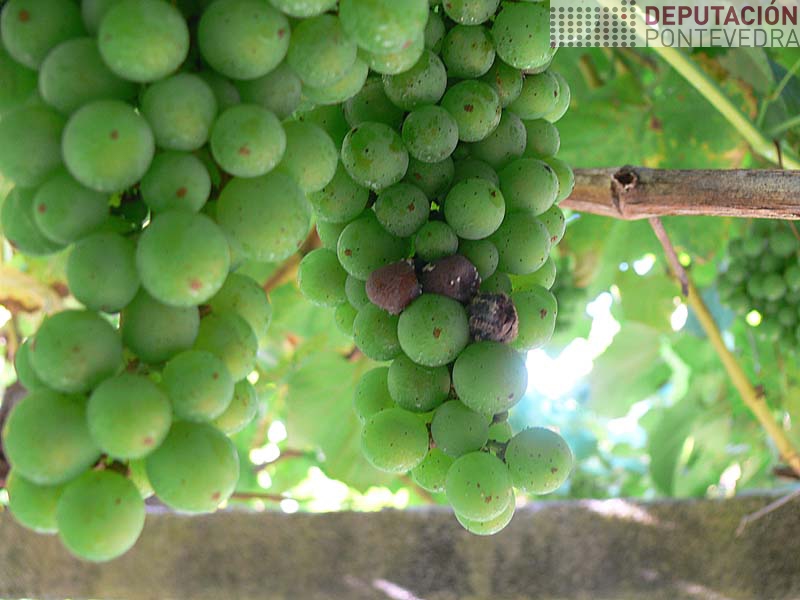 Coa mellora do tempo apenas vimos uns grans con botrite Coa mellora do tempo apenas vimos uns grans con botrite