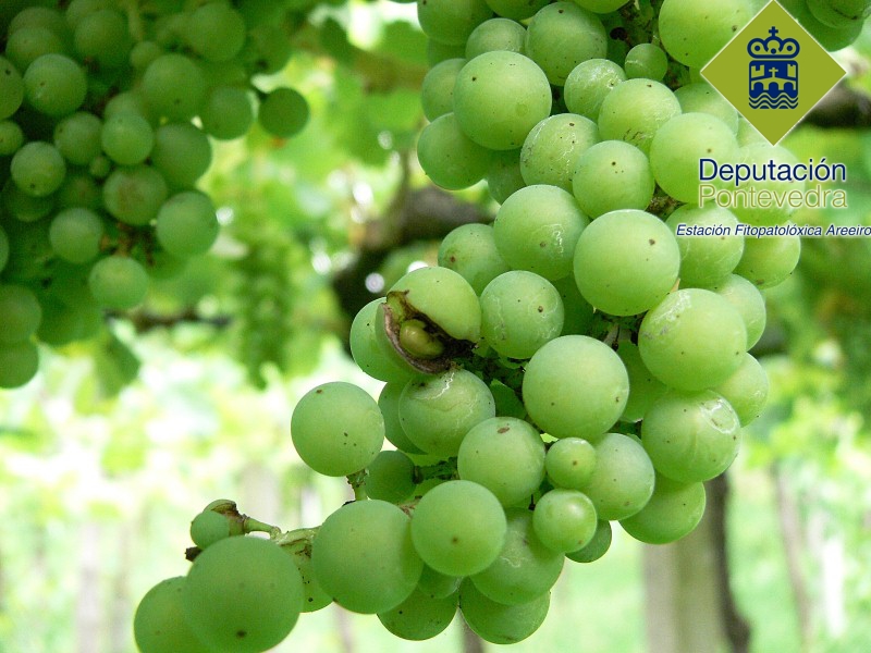 Este rachado fisiolóxico é unha ferida pola que pode entrar botrite Este rachado fisiolóxico é unha ferida pola que pode entrar botrite