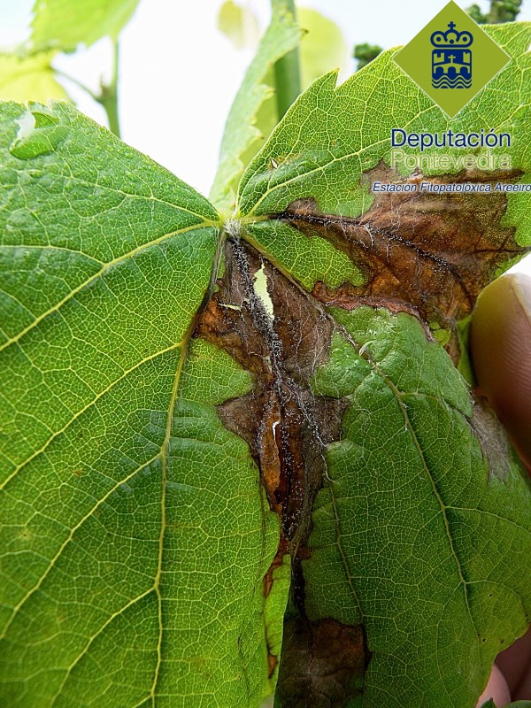 Fructificación de botritis en hoja de albariño 6 mayo 2015 Fructificación de botritis en hoja de albariño 6 mayo 2015