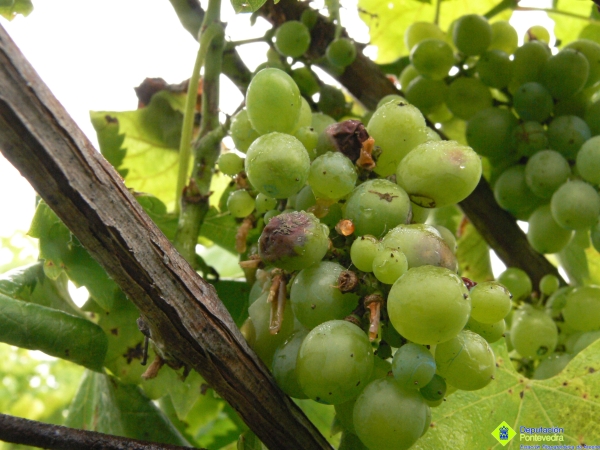 Fructificación de botritis en acio de Treixadura