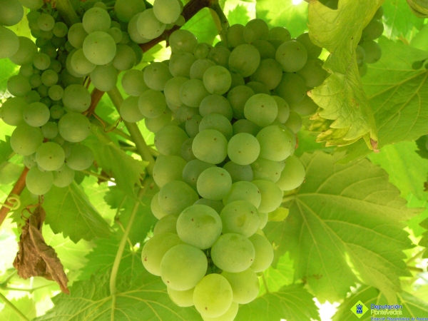 A variedade Treixadura é moi sensible á podre polas características dos seus acios A variedade Treixadura é moi sensible á podre polas características dos seus acios