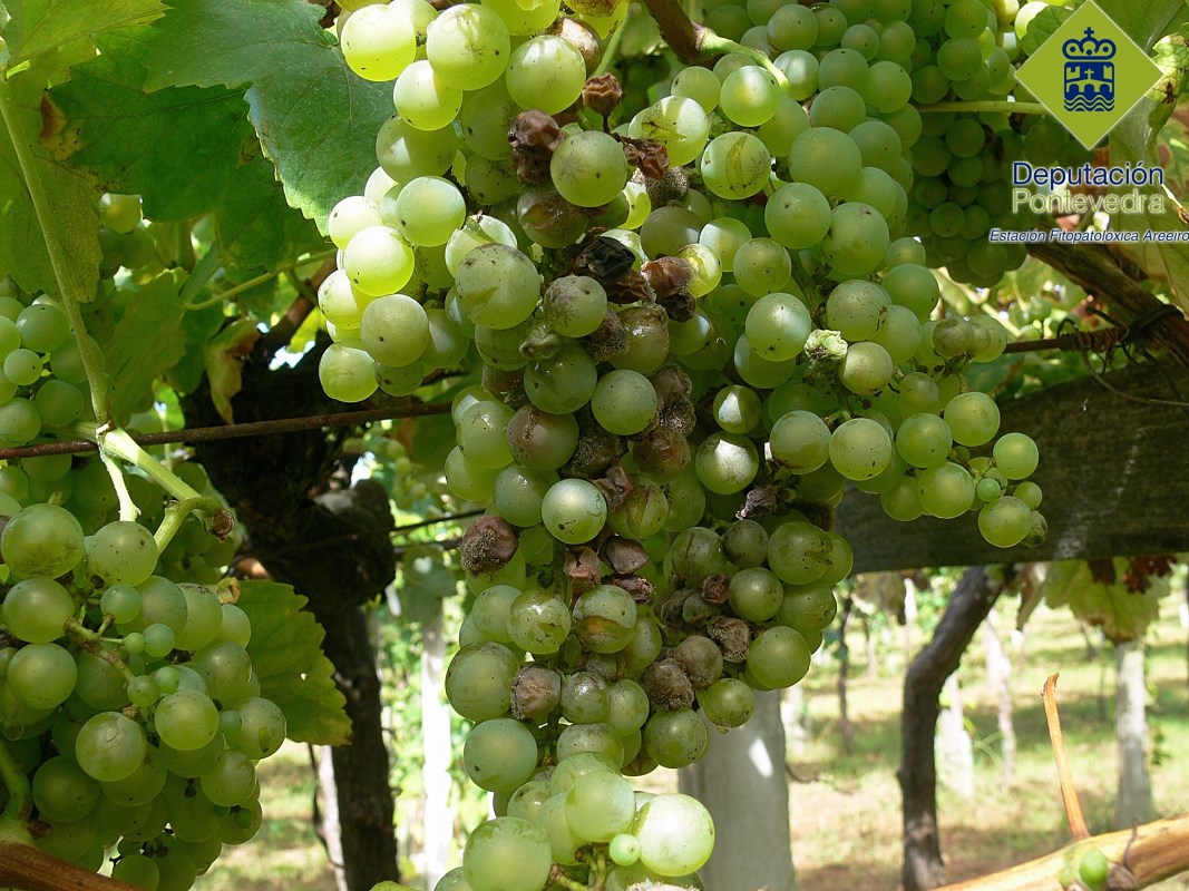 Racimo de Loureiro con botritis