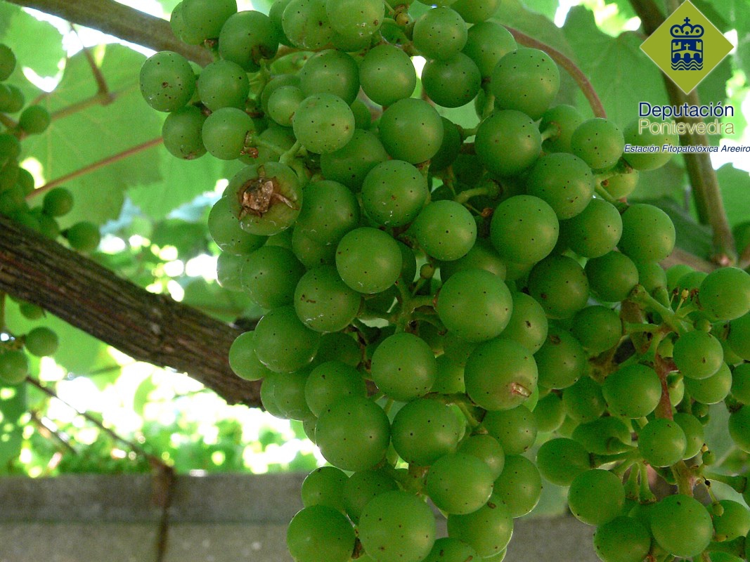 Fendedura fisiolóxica en albariño Fendedura fisiolóxica en albariño