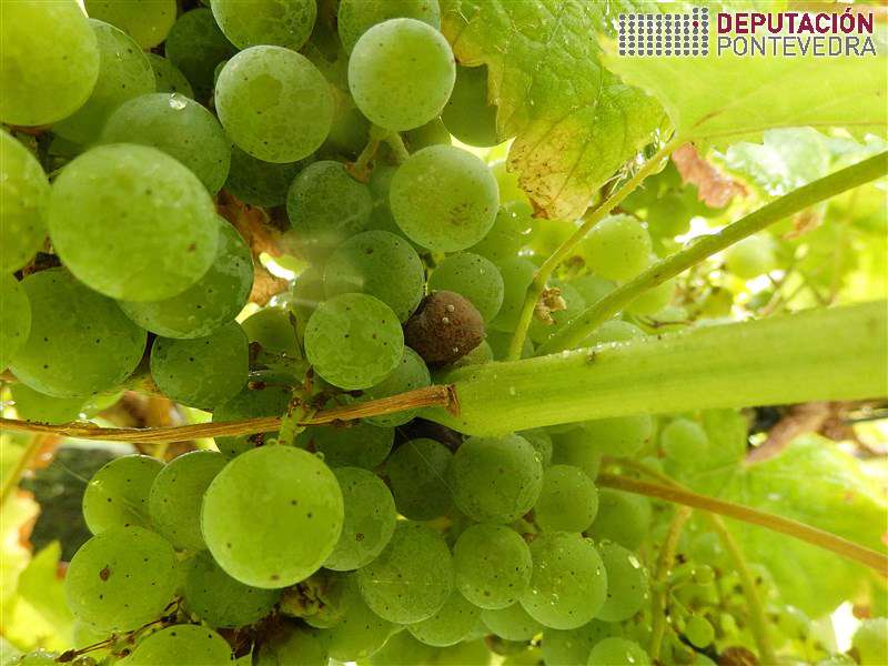 Trazas de botrite en acio albariño Trazas de botrite en acio albariño